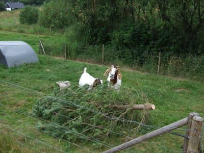 2009_07050092.JPG