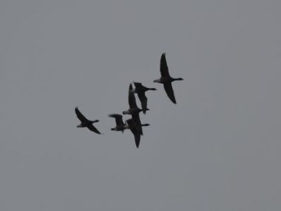 DSC_1083.JPG